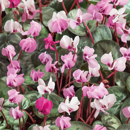 Cyclamen Coum Bulbs