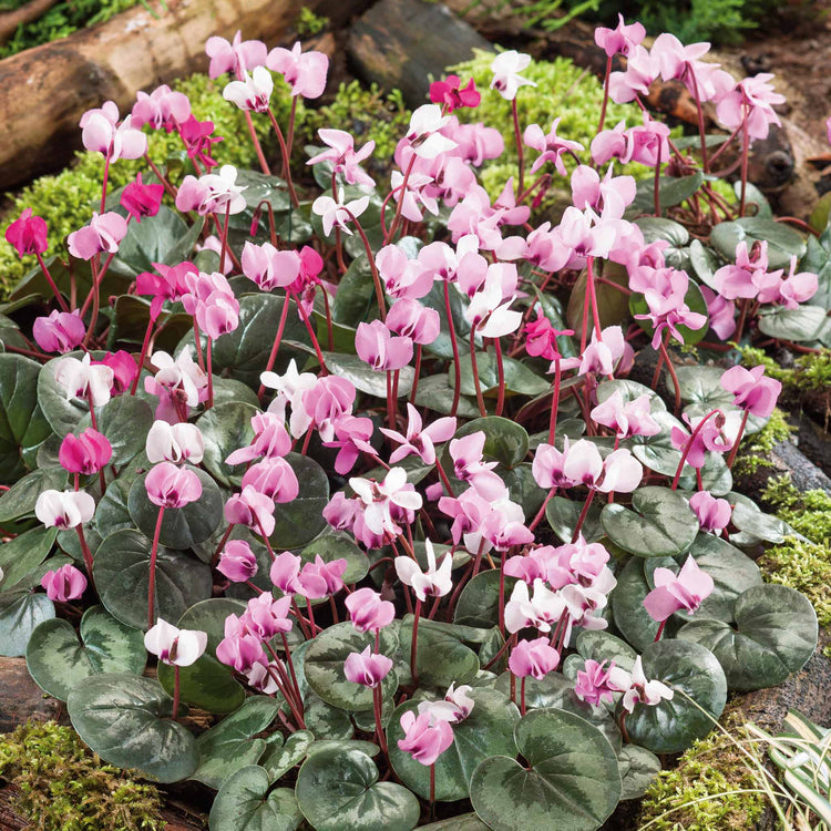 Cyclamen Coum Bulbs