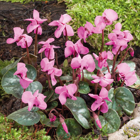 Cyclamen Coum Bulbs