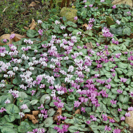 Cyclamen Coum Bulbs