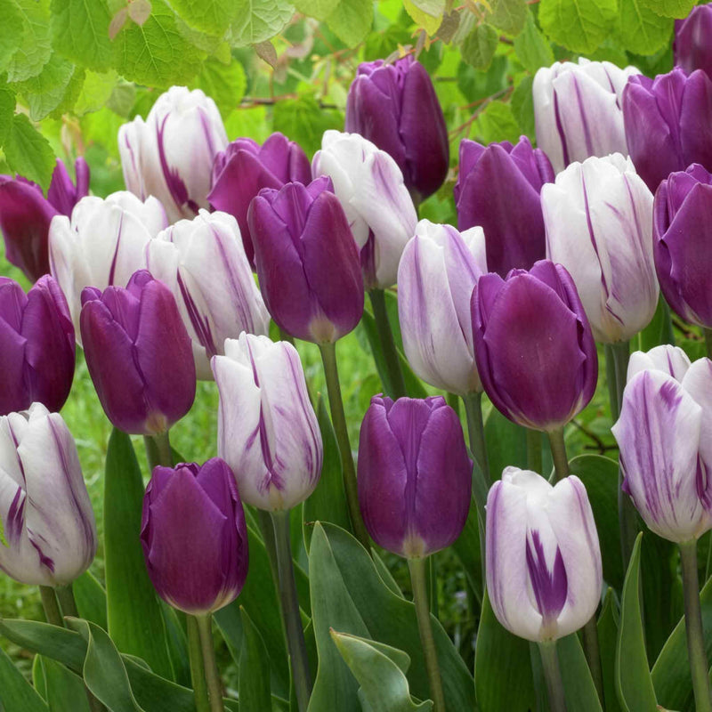 Tulip 'Atlantic Mix'
