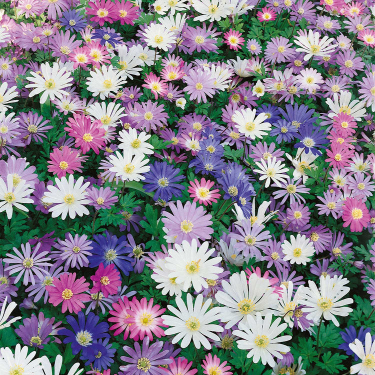Anemone 'Blanda Mixed'
