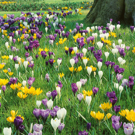 Crocus 'Large Flowering Mix' Collection