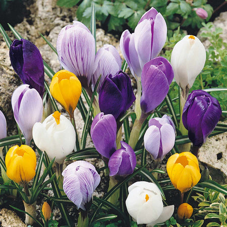 Crocus 'Large Flowering Mix' Collection