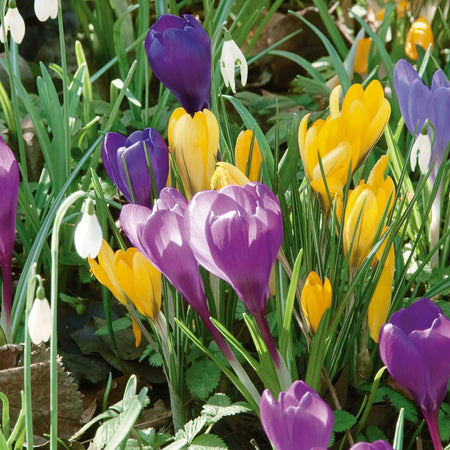 Crocus 'Large Flowering Mix' Collection