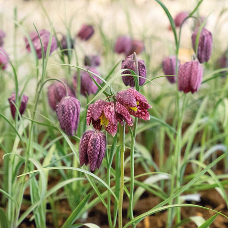Snake's Head Fritillary Bulbs