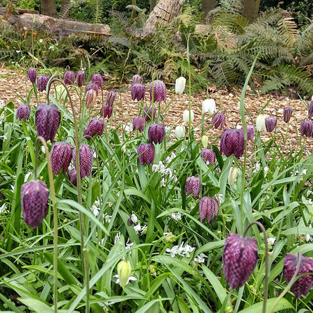 Snake's Head Fritillary Bulbs