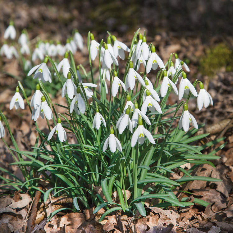 Common Snowdrop (Galanthus nivalis) Bulbs