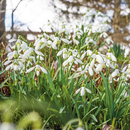 Common Snowdrop (Galanthus nivalis) Bulbs