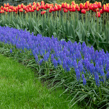 Grape Hyacinth Muscari