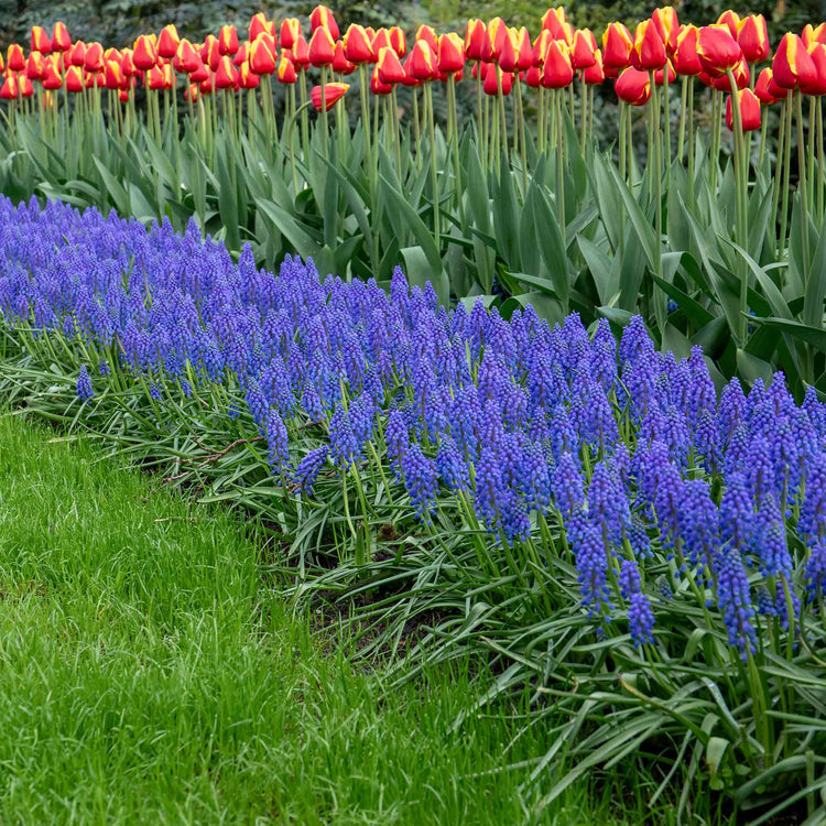 Grape Hyacinth Muscari