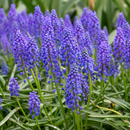 Grape Hyacinth Muscari