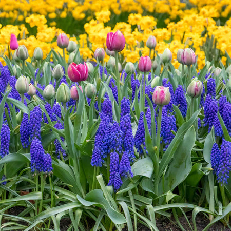 Grape Hyacinth Muscari