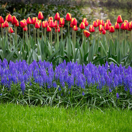 Grape Hyacinth Muscari