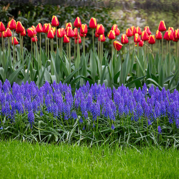 Grape Hyacinth Muscari