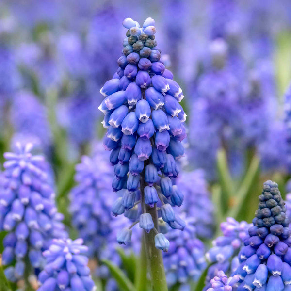 Grape Hyacinth Muscari