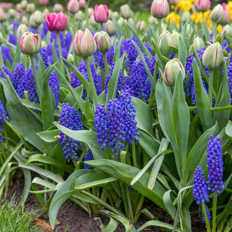 Grape Hyacinth Muscari