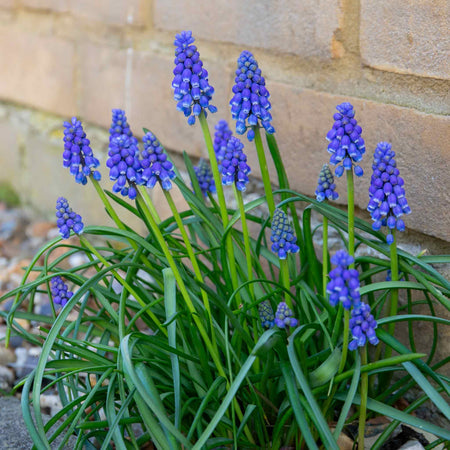 Grape Hyacinth Muscari