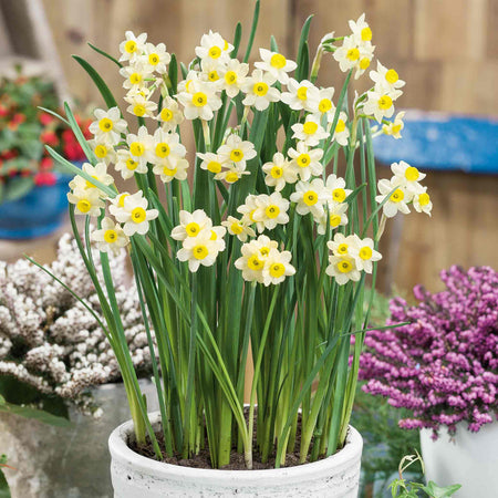 Daffodil 'Minnow'