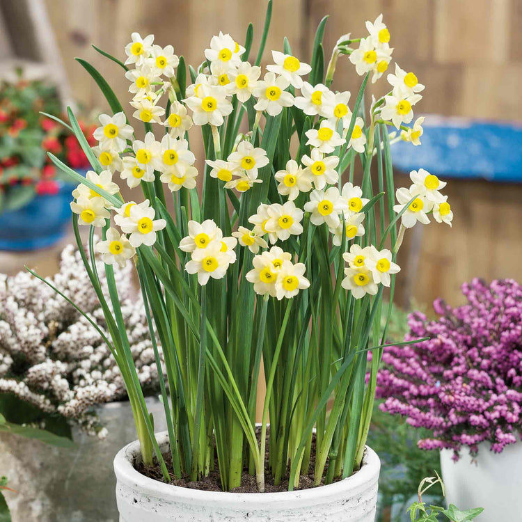 Daffodil 'Minnow'