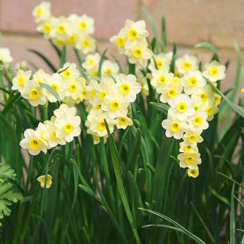 Daffodil 'Minnow'