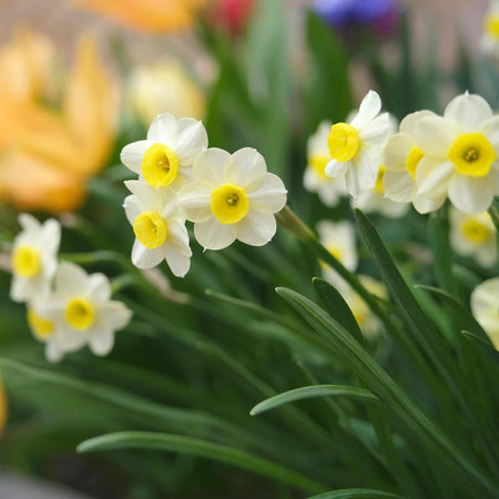 Daffodil 'Minnow'