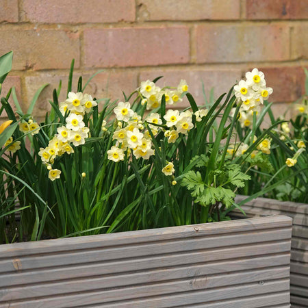 Daffodil 'Minnow'