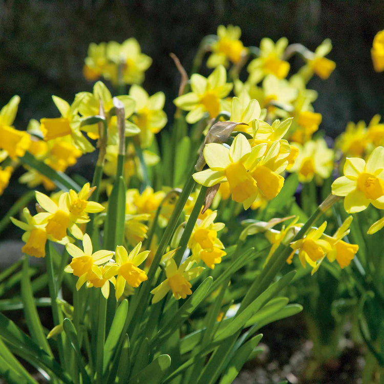 Dwarf Daffodil 'Tete a Tete'