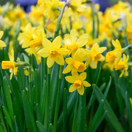 Dwarf Daffodil 'Tete a Tete'