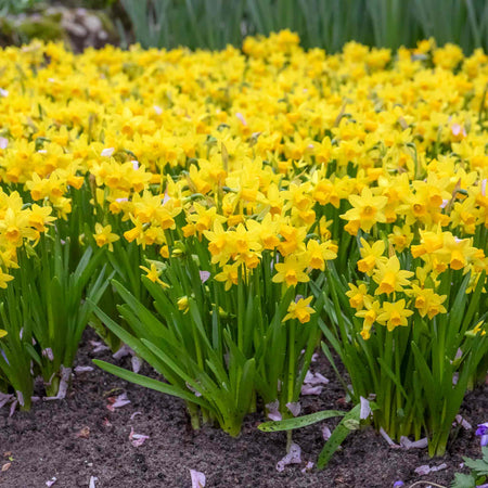 Dwarf Daffodil 'Tete a Tete'