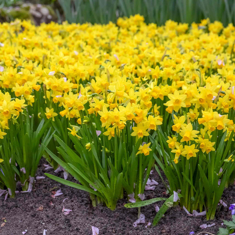 Dwarf Daffodil 'Tete a Tete'