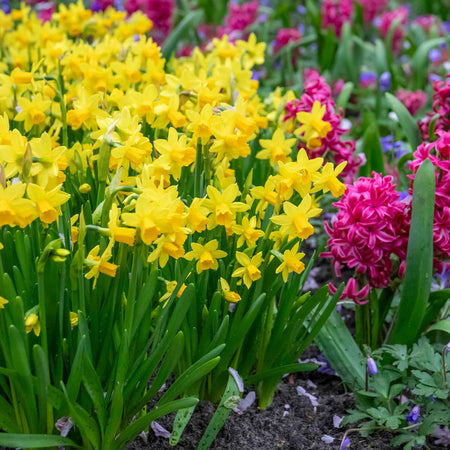 Dwarf Daffodil 'Tete a Tete'