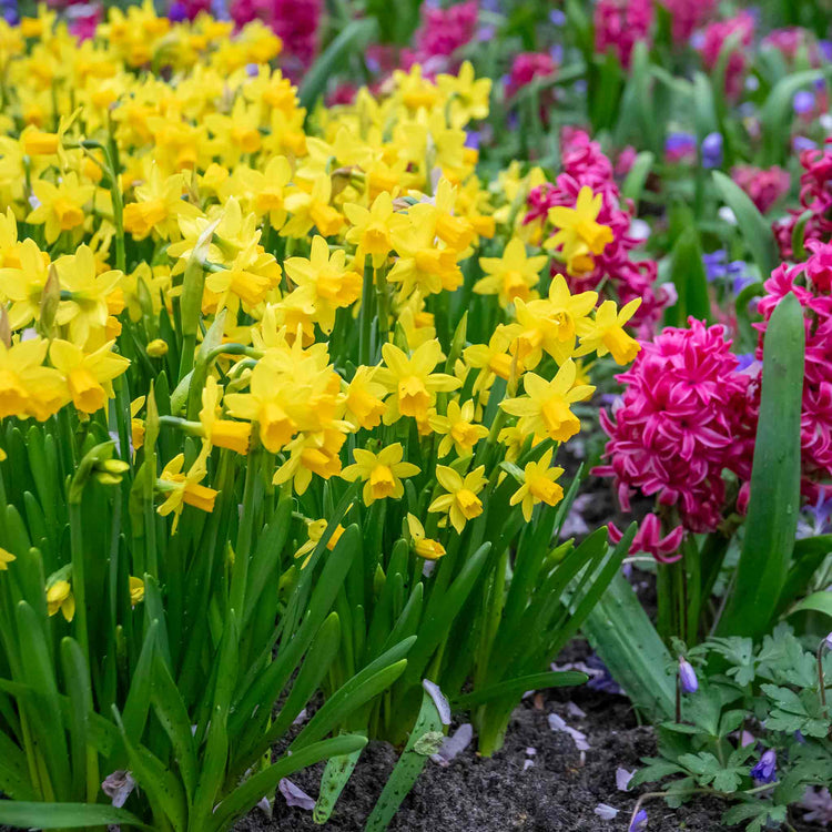 Dwarf Daffodil 'Tete a Tete'
