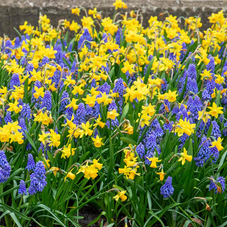 Dwarf Daffodil 'Tete a Tete'