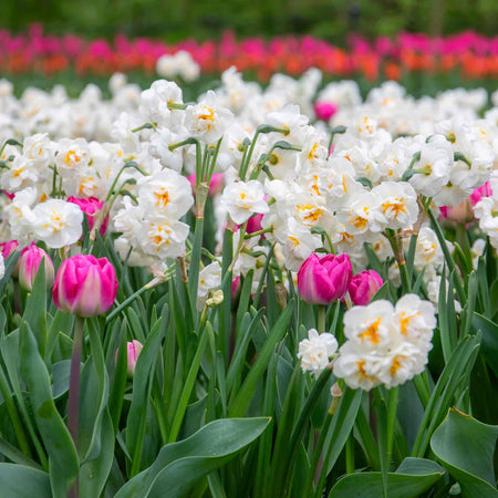 Daffodil 'Bridal Crown'
