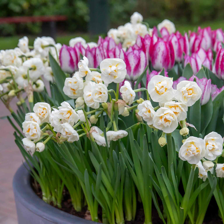 Daffodil 'Bridal Crown'