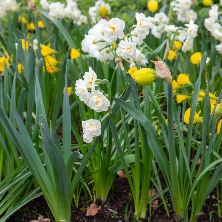Daffodil 'Bridal Crown'