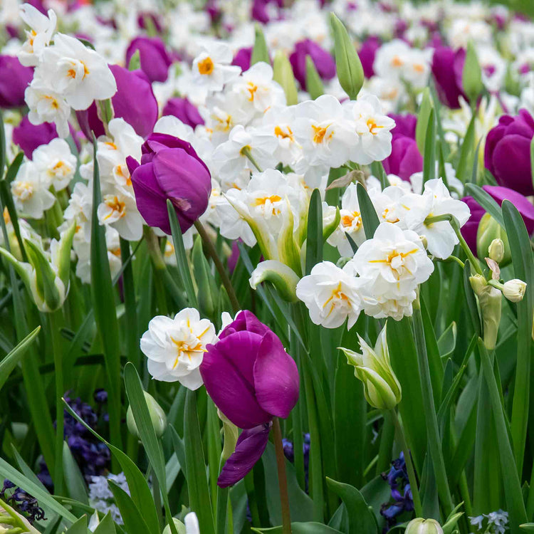 Daffodil 'Bridal Crown'