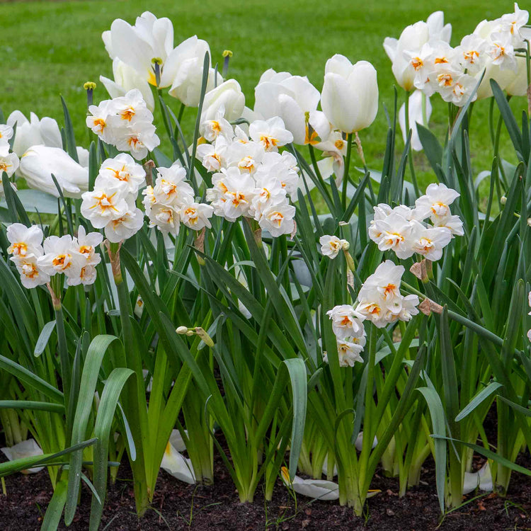 Daffodil 'Bridal Crown'