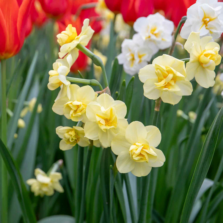 Daffodil 'Yellow Cheerfulness'
