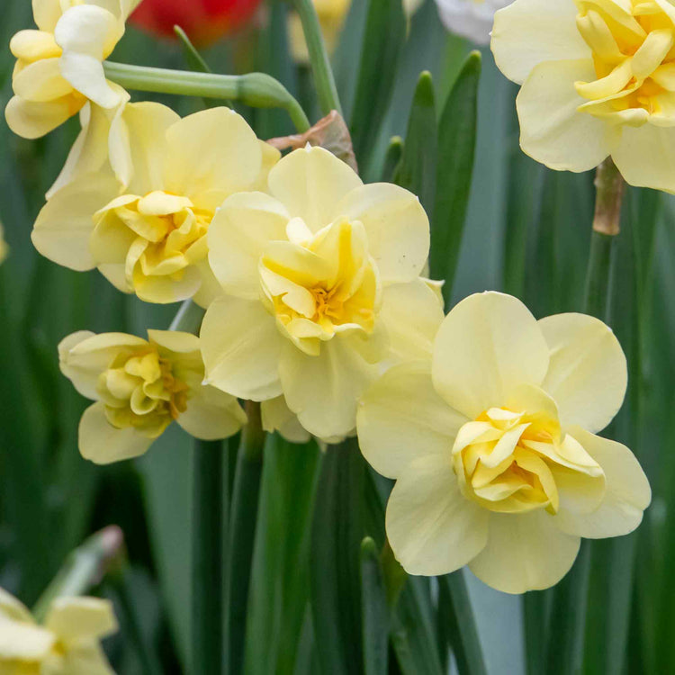 Daffodil 'Yellow Cheerfulness'