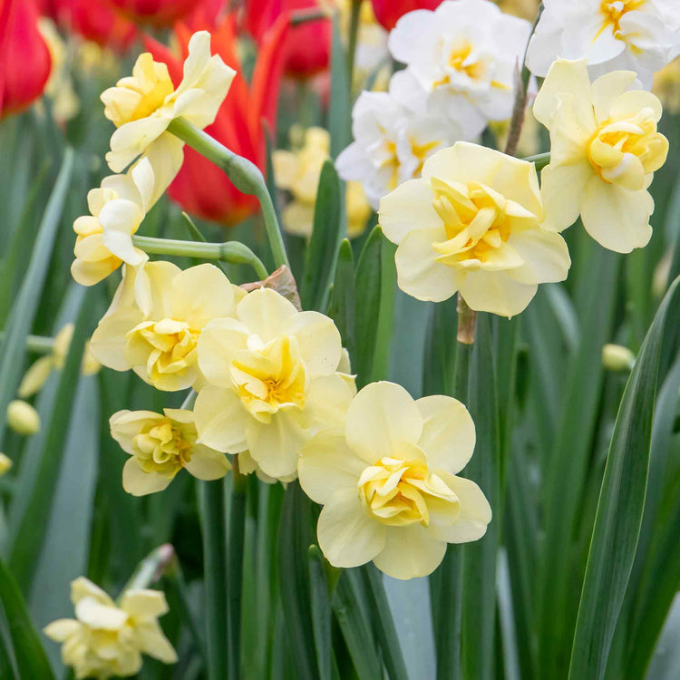 Daffodil 'Yellow Cheerfulness'