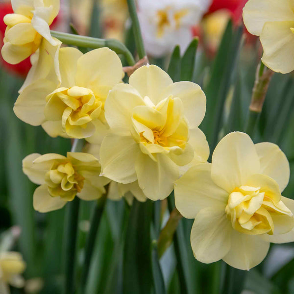 Daffodil 'Yellow Cheerfulness'