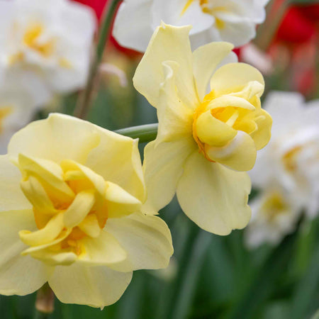 Daffodil 'Yellow Cheerfulness'