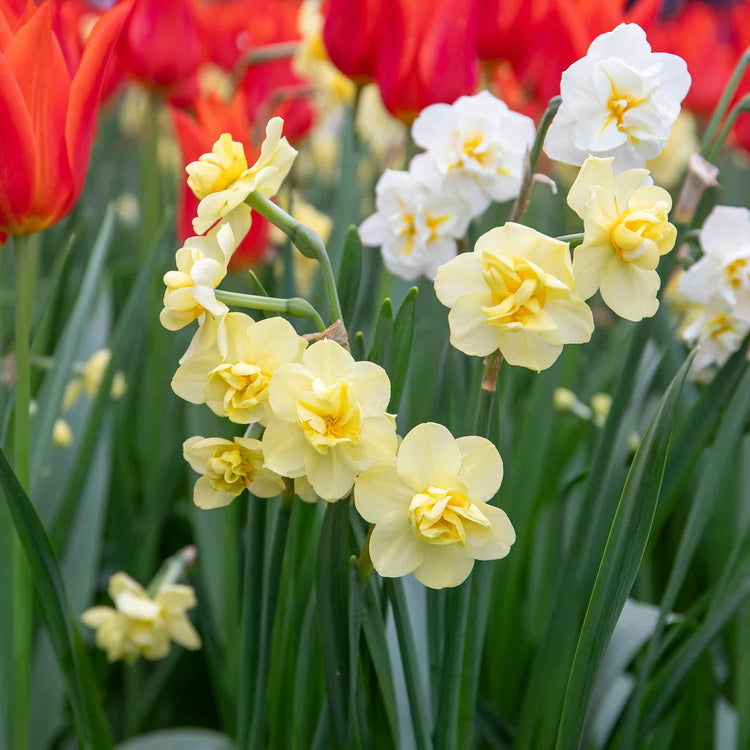 Daffodil 'Yellow Cheerfulness'