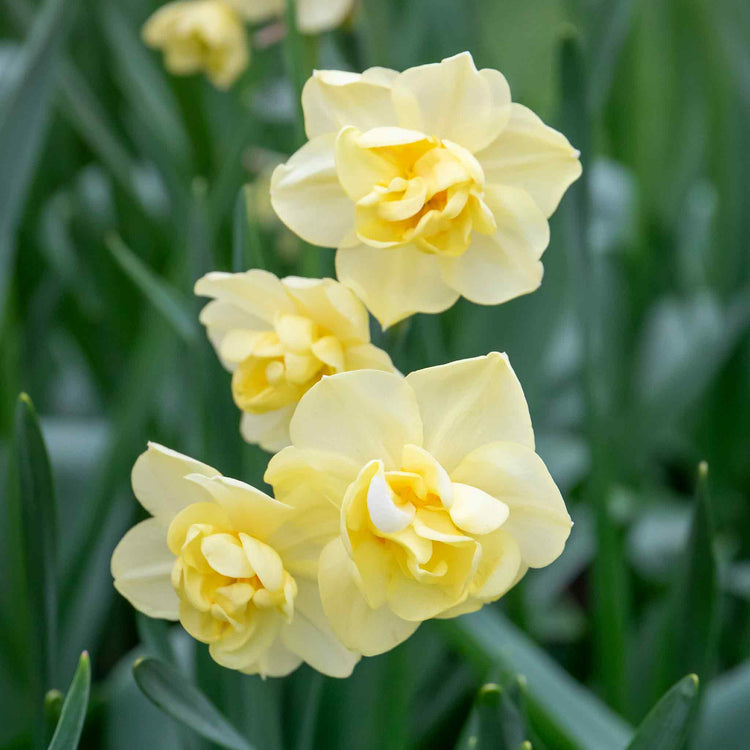 Daffodil 'Yellow Cheerfulness'