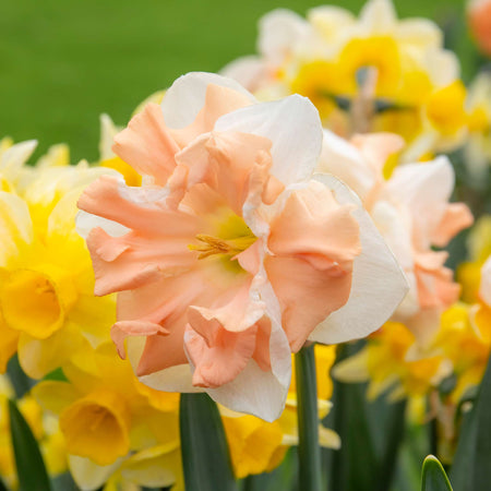Daffodil 'Apricot Whirl'