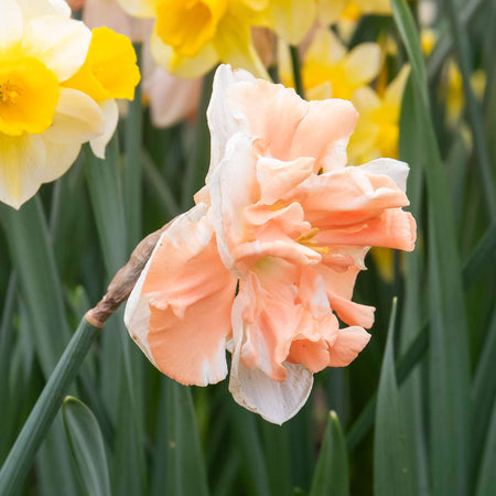 Daffodil 'Apricot Whirl'