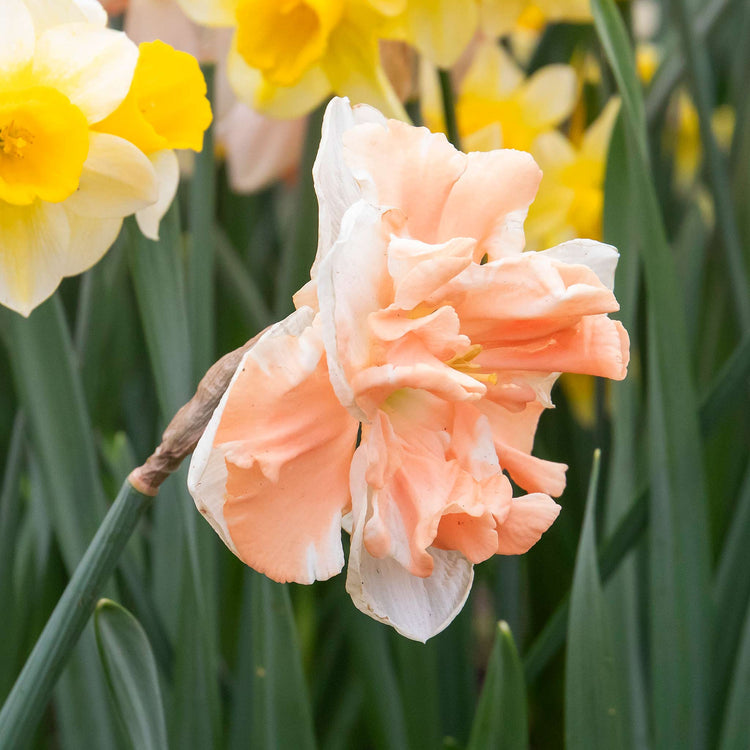 Daffodil 'Apricot Whirl'