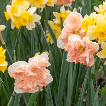 Daffodil 'Apricot Whirl'